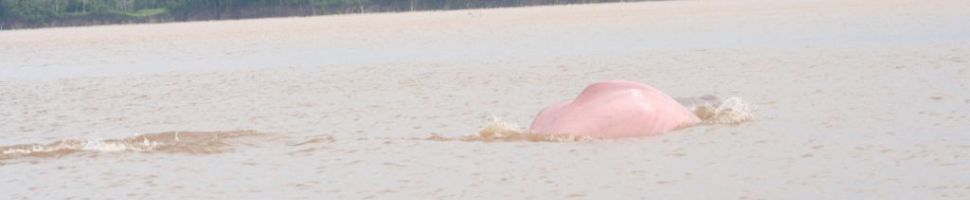 Pink dolphin