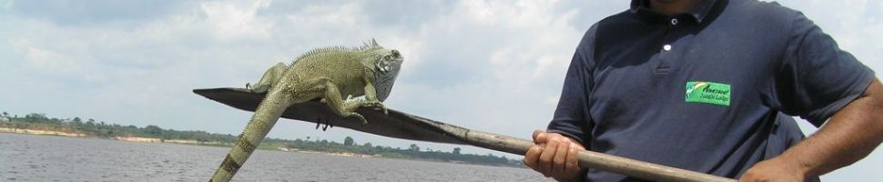 Iguana