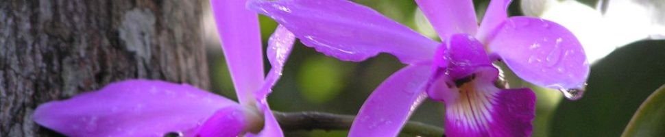 Orchidee