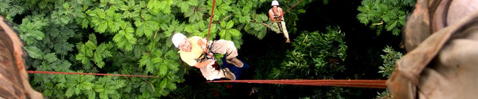 Treeclimbing