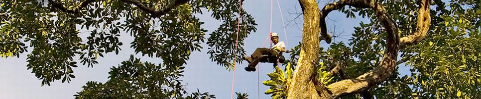 Treeclimbing