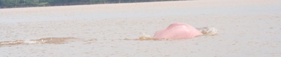 Pink dolphin