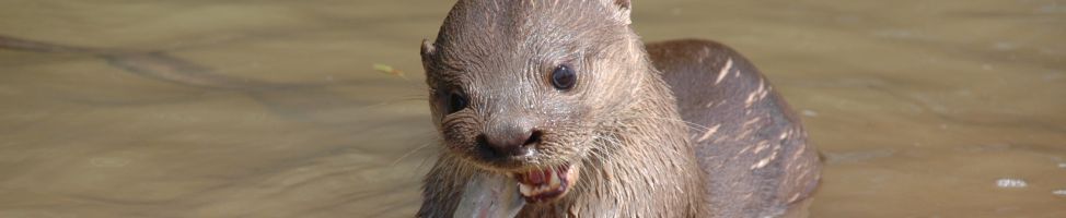 Reuzenotter