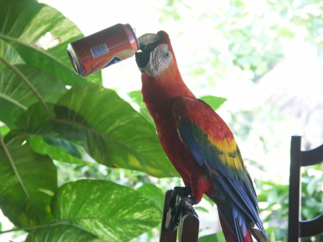 lodge Amazon Ecopark