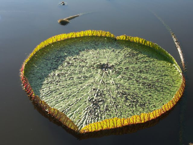 meerdaagse excursie Diep in de Amazone