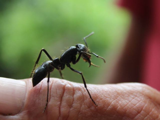 meerdaagse excursie Amazon Survival