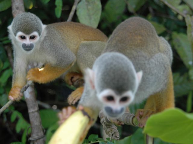 meerdaagse excursie Amazon Survival