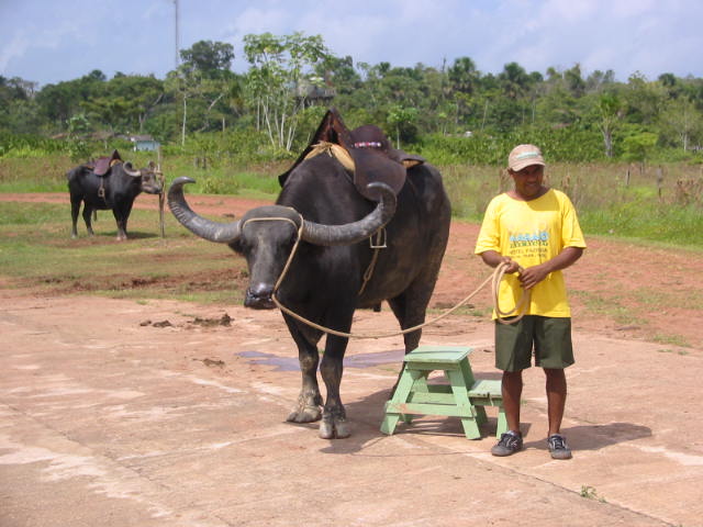 meerdaagse excursie Marajó Island